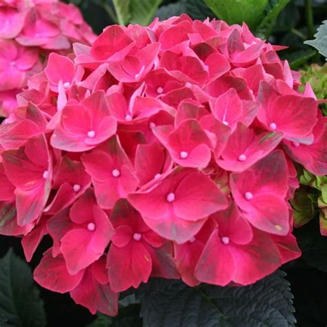 Magical Crimson Hydrangea: The Perfect Gift for Any Occasion